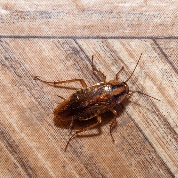 el tiempo de fumigación de cucarachas varía dependiendo del tamaño de la casa y la infestación